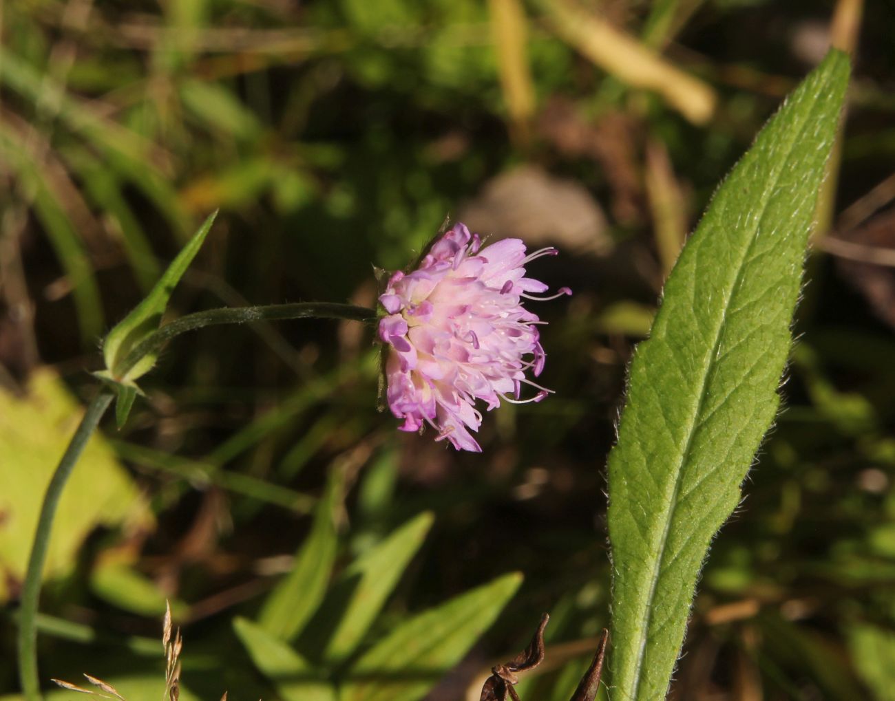 Image of Knautia arvensis specimen.