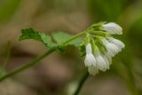 Symphytum tauricum. Соцветие. Краснодарский край, м/о г. Новороссийск, южный склон Маркотхского хребта, заросли грабинника. 02.05.2021.