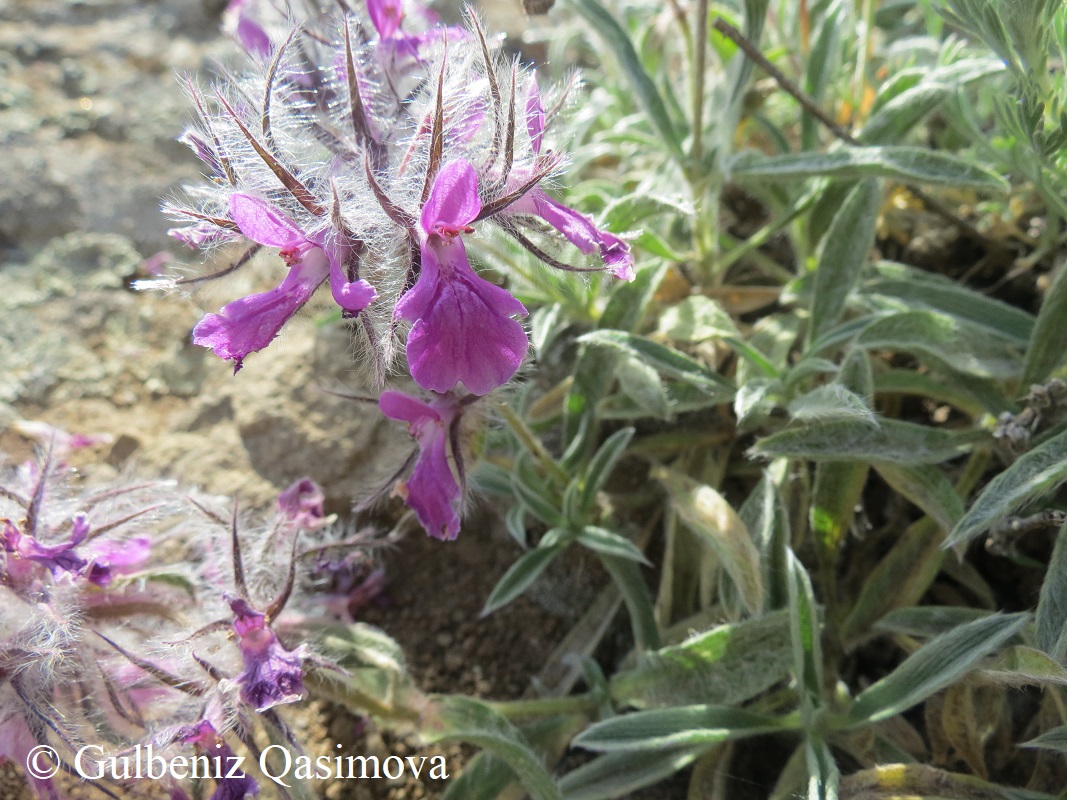 Image of Stachys lavandulifolia specimen.