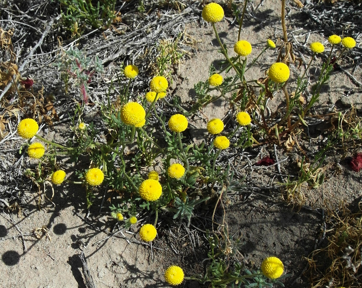 Image of Cancrinia discoidea specimen.