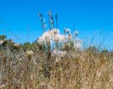 Tragopogon porrifolius ssp. longirostris