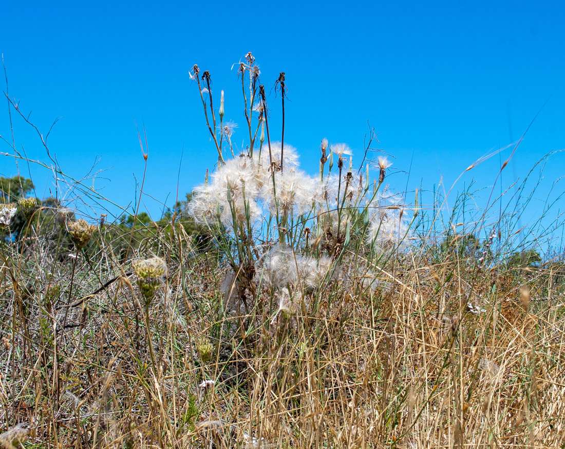 Изображение особи Tragopogon porrifolius ssp. longirostris.