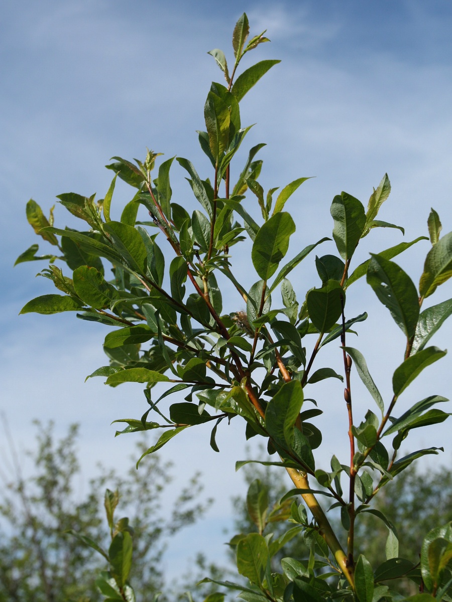 Image of Salix phylicifolia specimen.