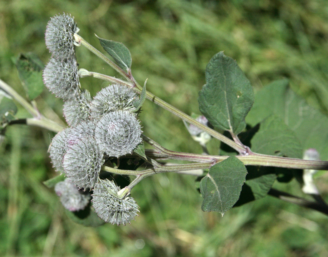 Image of Arctium tomentosum specimen.