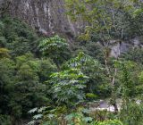 genus Cecropia. Крона вегетирующего растения. Перу, регион Куско, провинция Урубамба, по правому борту р. Урубамба. 19.10.2019.