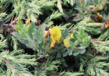 Chamaecytisus polytrichus. Цветущее растение, возвышающееся над Juniperus depressa. Крым, Чатырдаг, нижнее плато яйлы, петрофитная луговая степь. 13.06.2021.