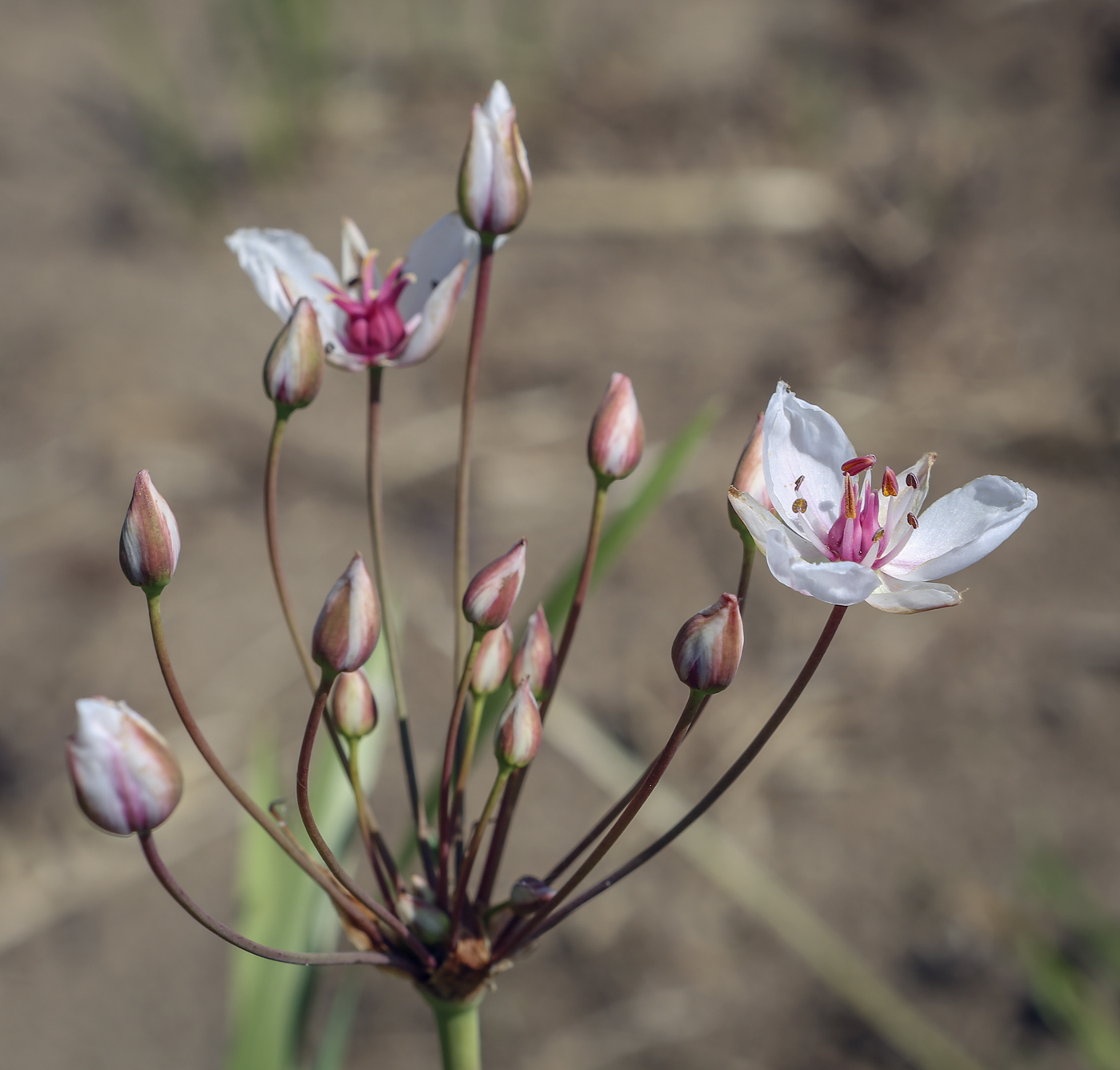 Изображение особи Butomus umbellatus.