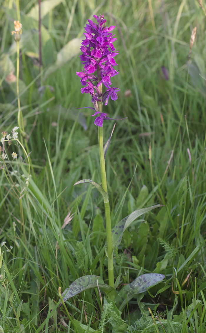 Изображение особи Dactylorhiza urvilleana.