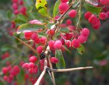 Berberis iliensis. Ветвь с плодами. Юго-восточный Казахстан, долина р. Шарын. 20 августа 2007 г.