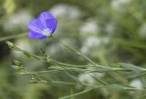 Linum nervosum. Верхушка растения с цветком и бутонами. Карачаево-Черкесия, Малокарачаевский р-н, левый борт долины р. Хасаут, около 1400 м н.у.м., луговой склон с выходами скал. 15.07.2021.