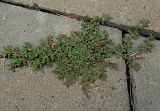 Euphorbia maculata