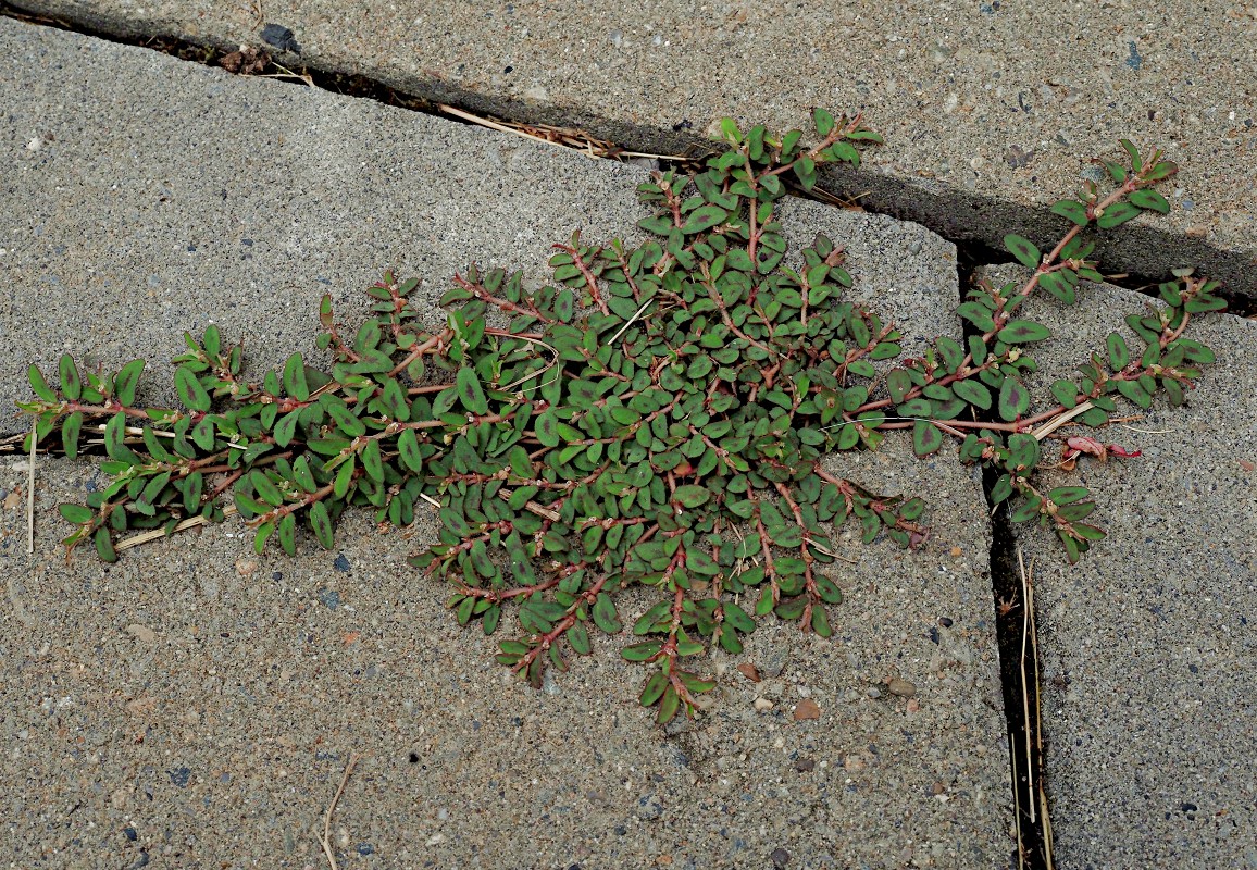 Image of Euphorbia maculata specimen.