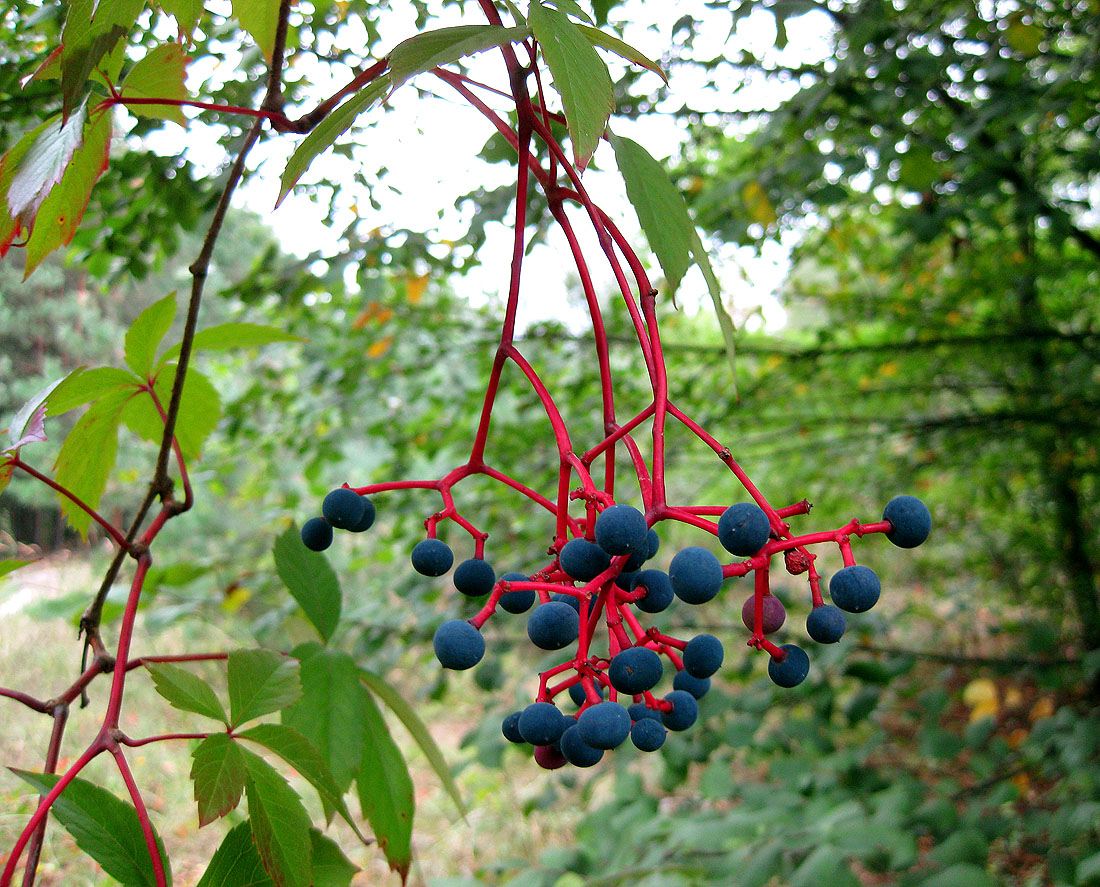 Image of Parthenocissus quinquefolia specimen.