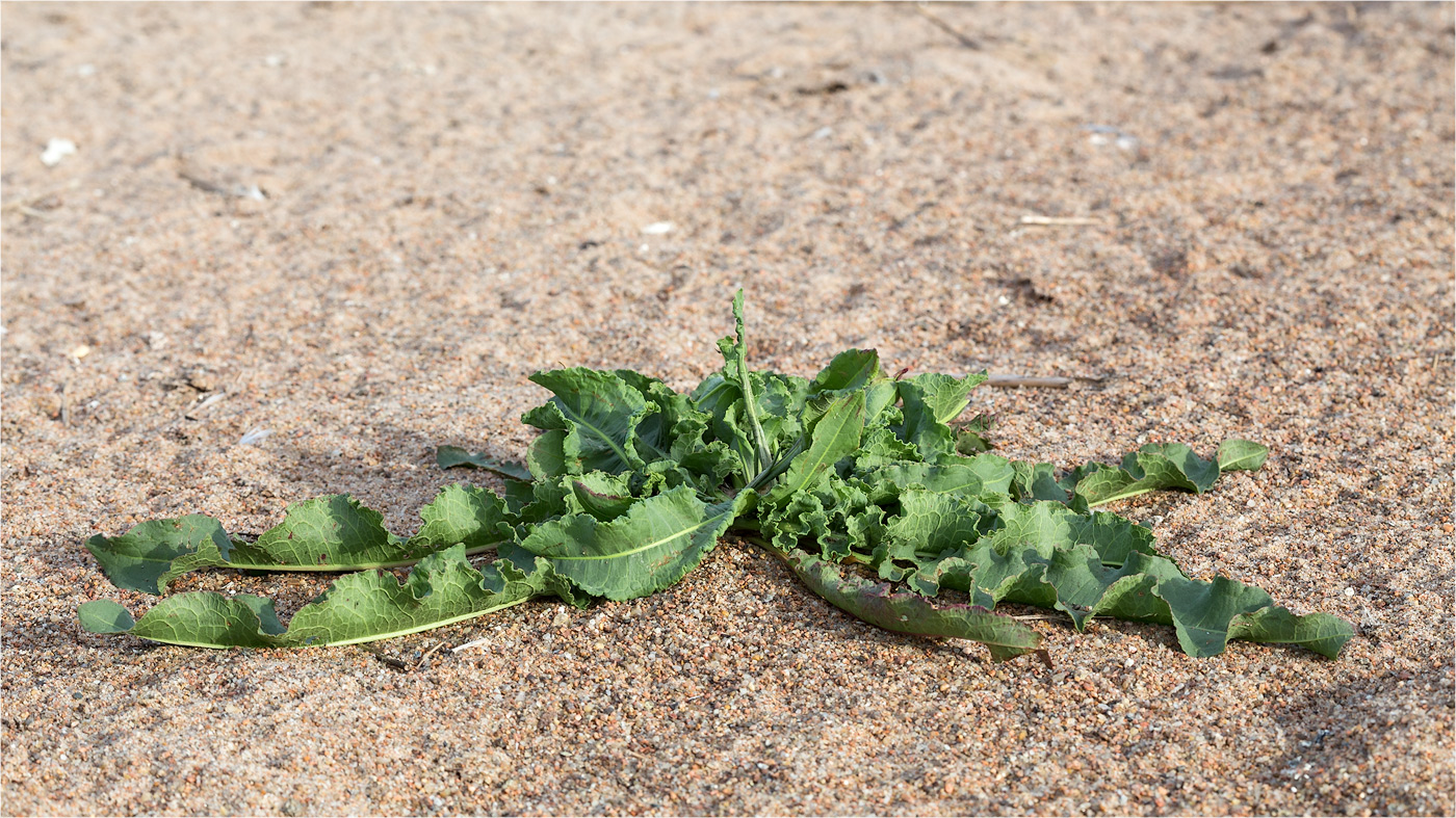 Image of genus Rumex specimen.