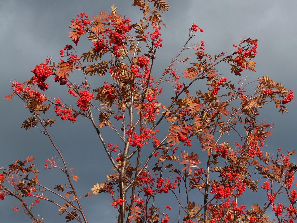 Image of Sorbus aucuparia specimen.