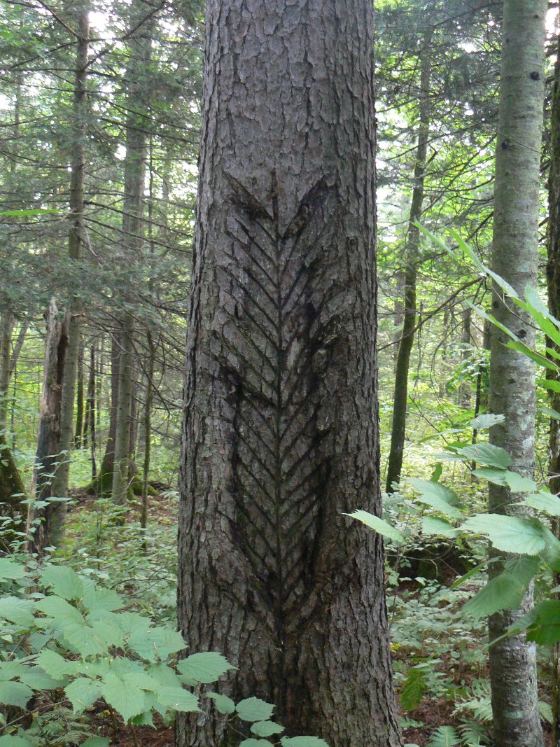 Изображение особи Pinus koraiensis.