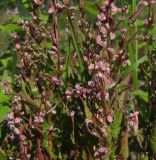 Fallopia convolvulus