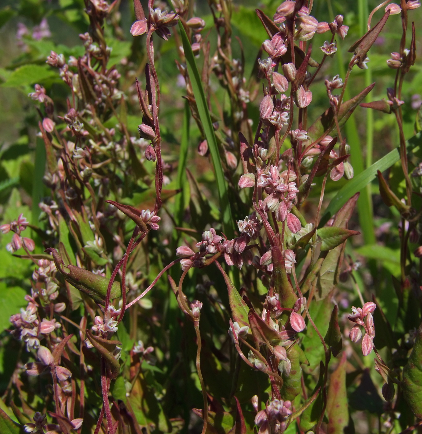 Image of Fallopia convolvulus specimen.