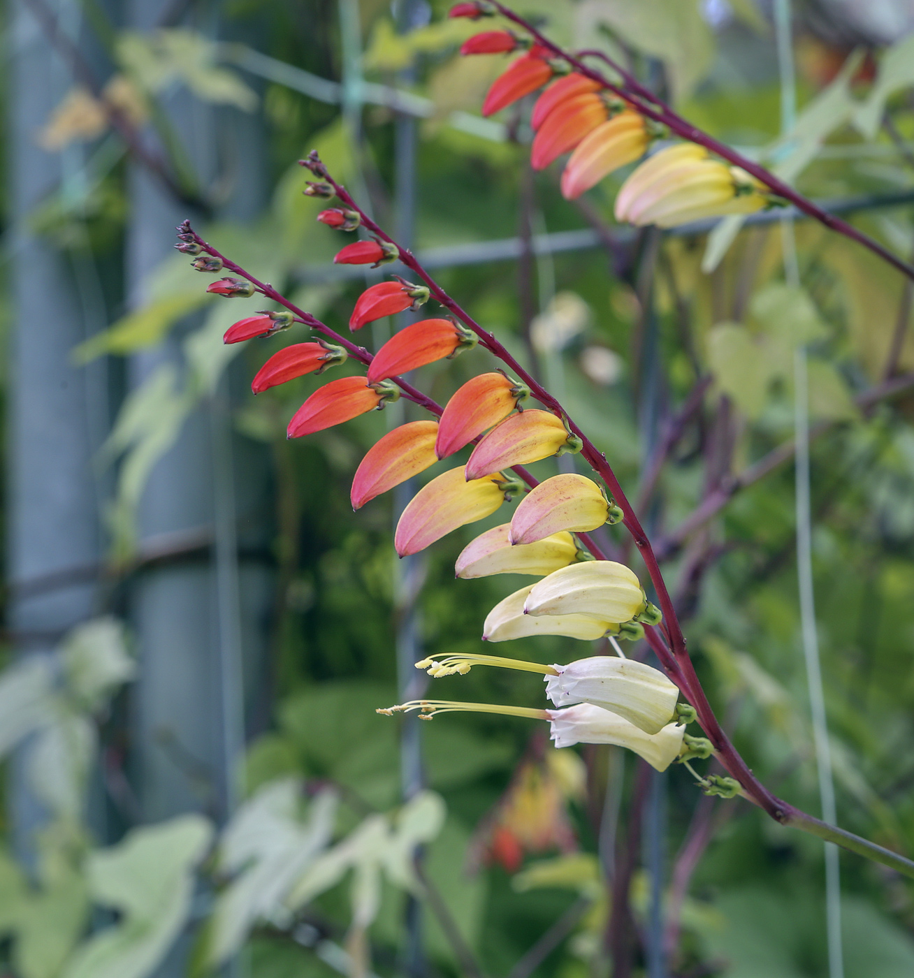 Image of Ipomoea lobata specimen.