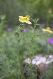 genus Helianthemum