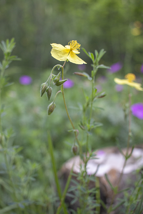 Изображение особи род Helianthemum.