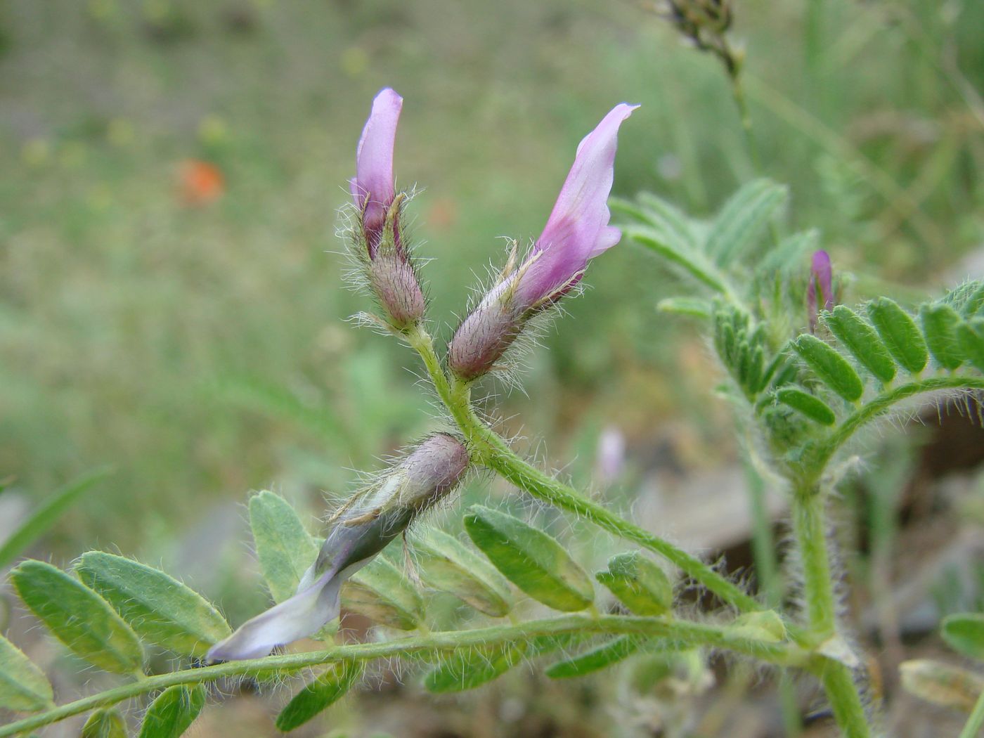 Image of Astragalus camptoceras specimen.