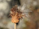 Cirsium heterophyllum