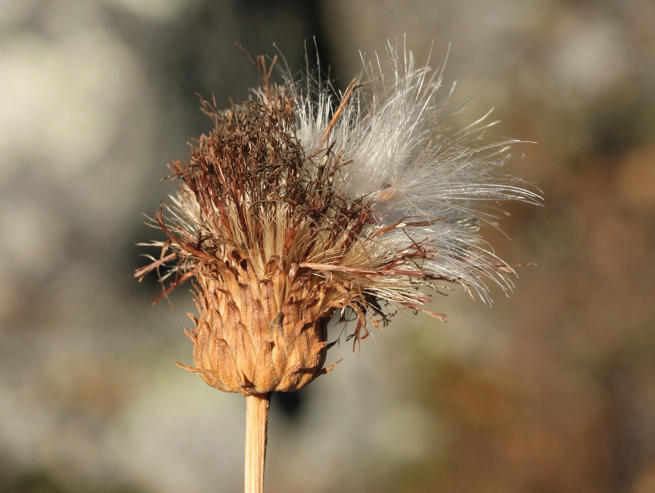 Изображение особи Cirsium heterophyllum.