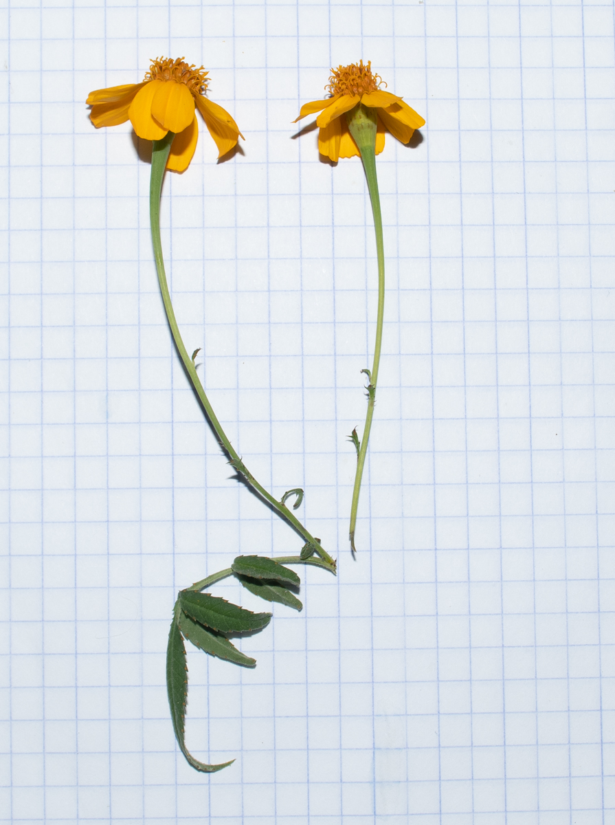 Image of Tagetes lemmonii specimen.