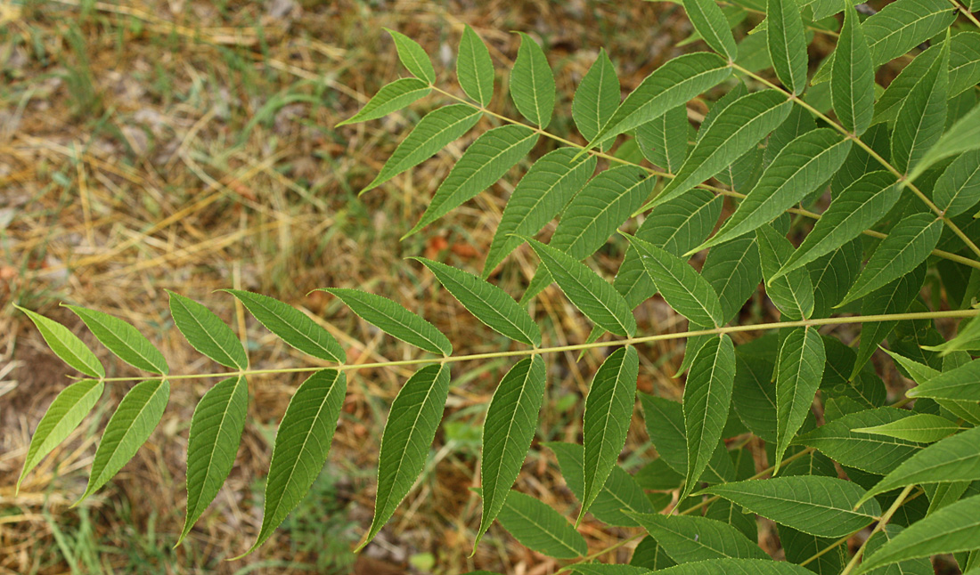 Image of Juglans nigra specimen.