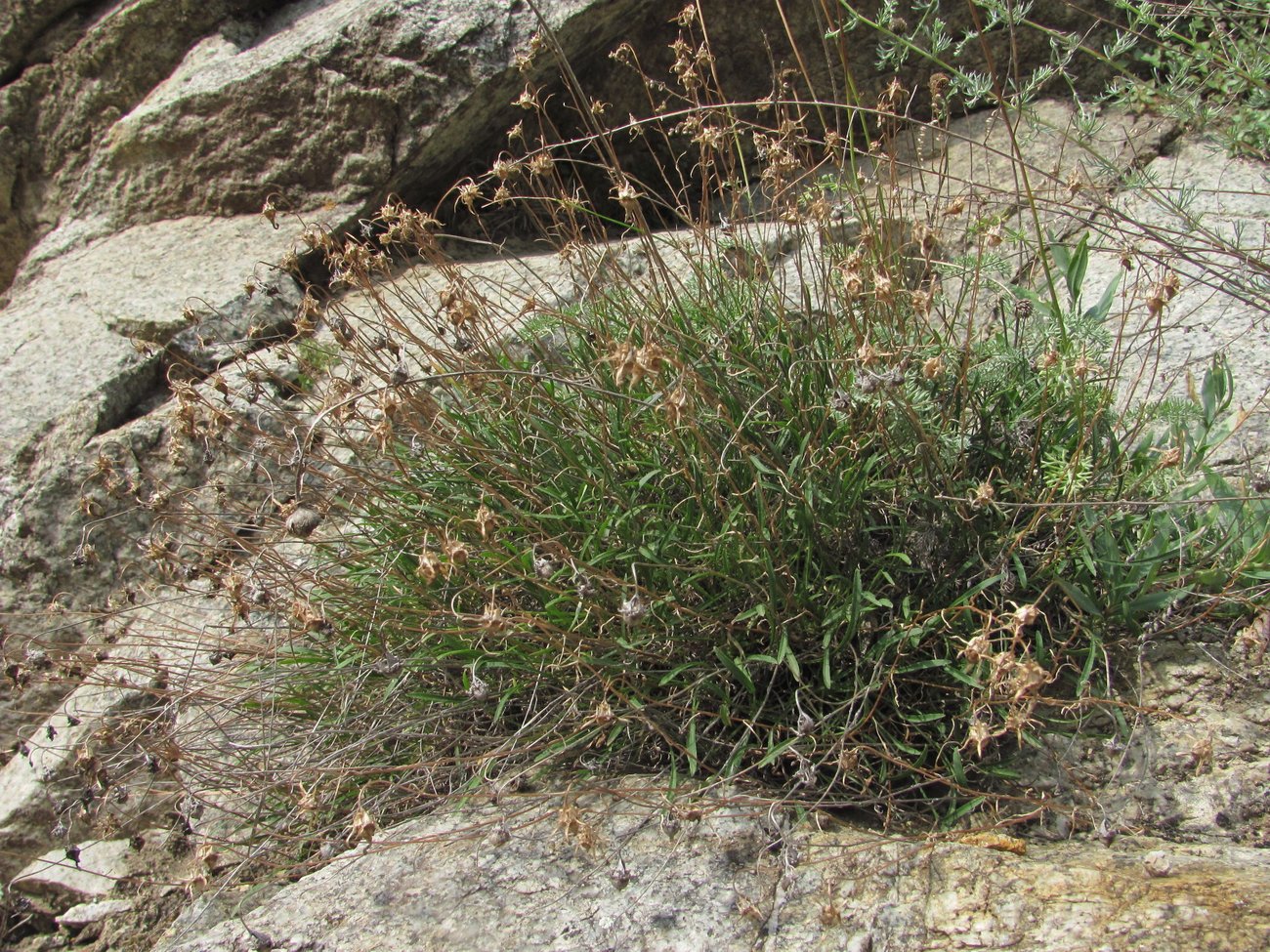 Изображение особи Campanula ardonensis.