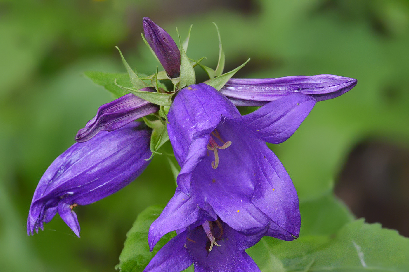 Image of Campanula latifolia specimen.