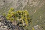 Pinus sibirica. Угнетённое растение. Алтай, Улаганский р-н, окр. урочища Перевал Кату-Ярык, на скале. 6 августа 2020 г.