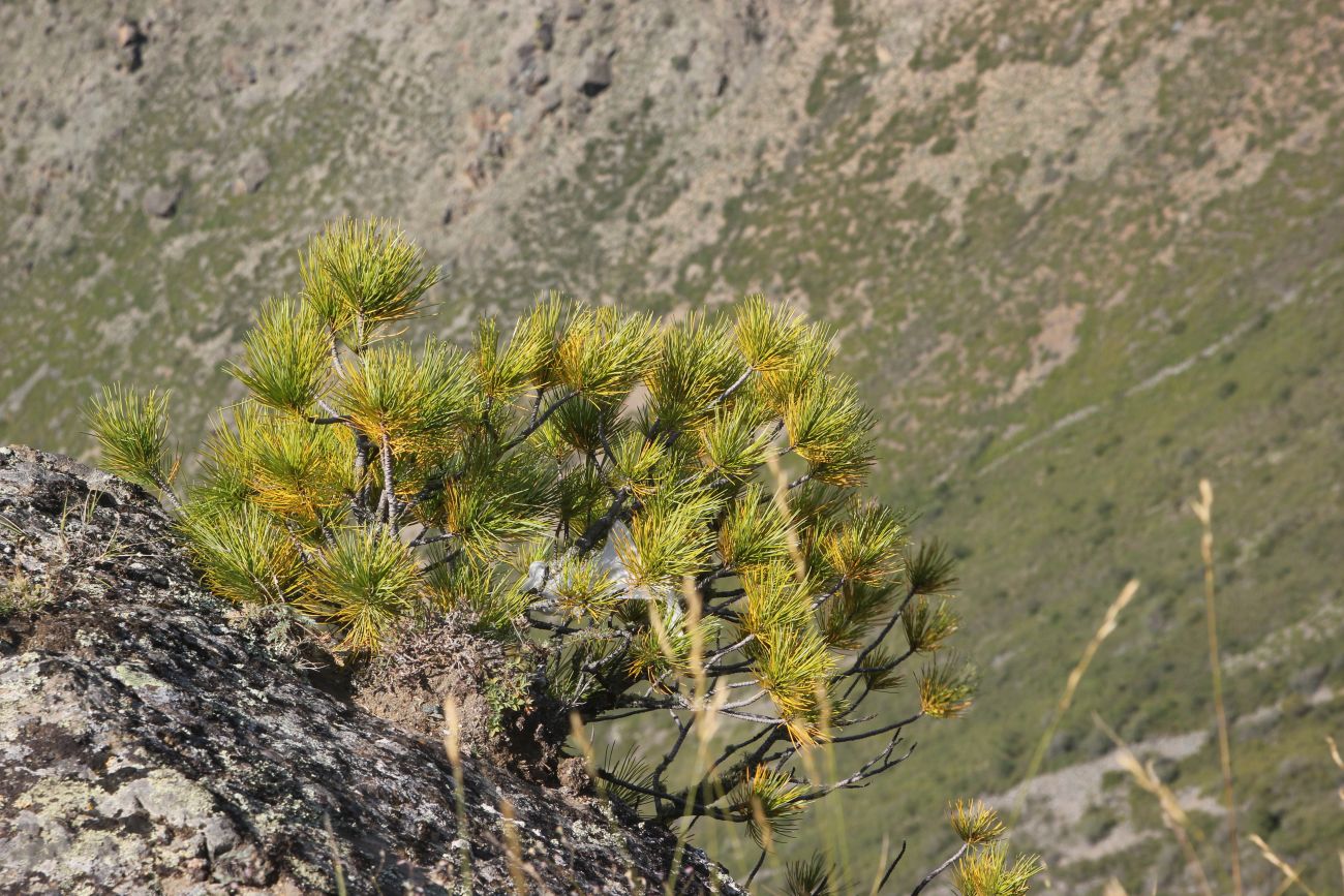 Изображение особи Pinus sibirica.