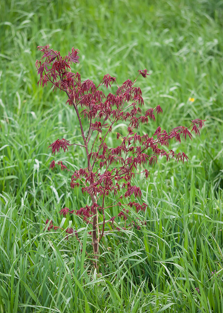 Image of Acer palmatum specimen.