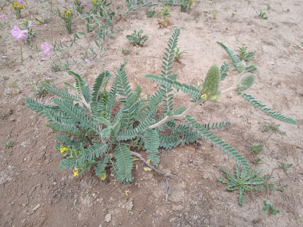 Image of Astragalus alopecias specimen.