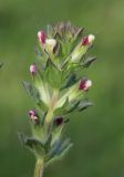 Parentucellia latifolia