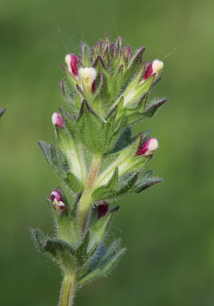 Image of Parentucellia latifolia specimen.