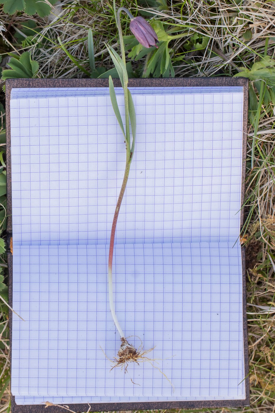 Image of genus Fritillaria specimen.