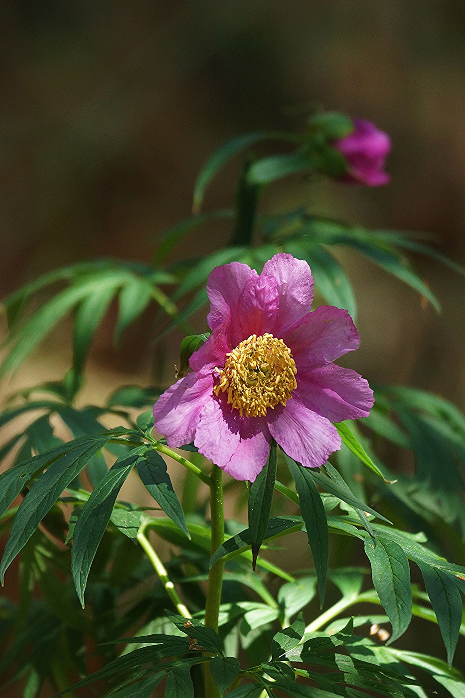 Image of Paeonia anomala specimen.