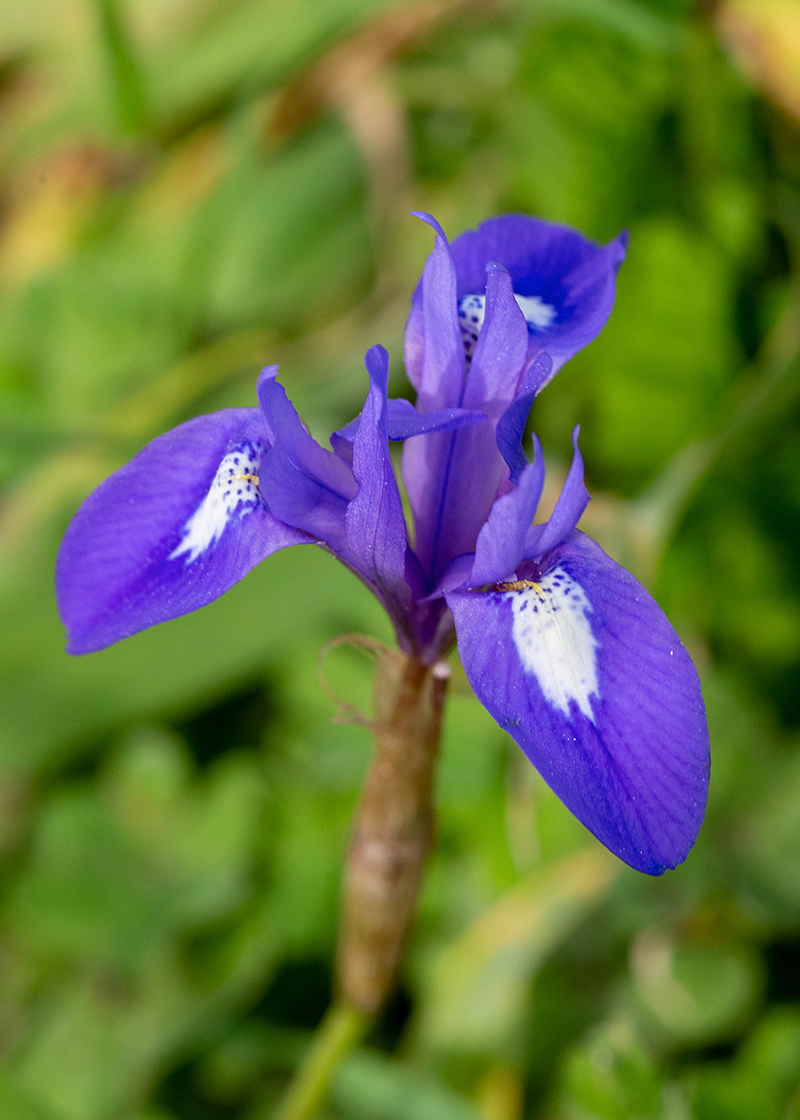 Изображение особи Moraea sisyrinchium.