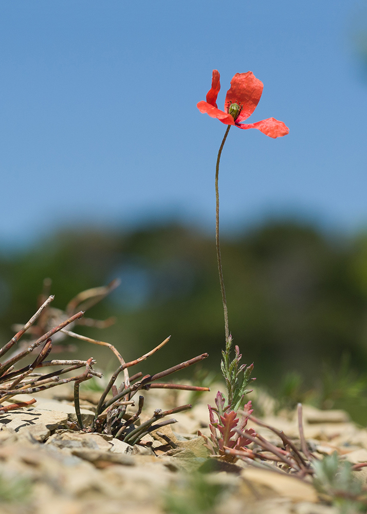 Изображение особи Papaver laevigatum.