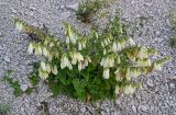 Campanula alliariifolia. Цветущее растение. Чечня, Веденский р-н, берег оз. Кезенойам, ≈ 1800 м н.у.м., щебнистый склон. 25.07.2022.