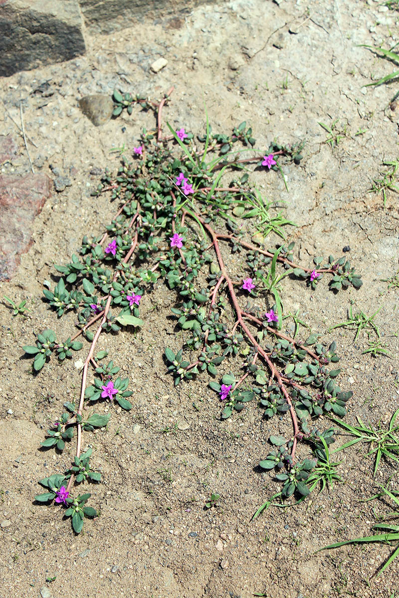 Изображение особи семейство Aizoaceae.