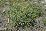 genus Salix. Вегетирующее растение. Республика Ингушетия, Джейрахский р-н, окр. ур. Таргим, правый берег р. Асса в 350 м от башен Таргим выше по течению. 21 июня 2022 г.