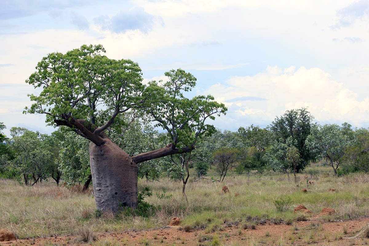 Image of Adansonia gregorii specimen.