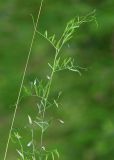 Vicia tetrasperma