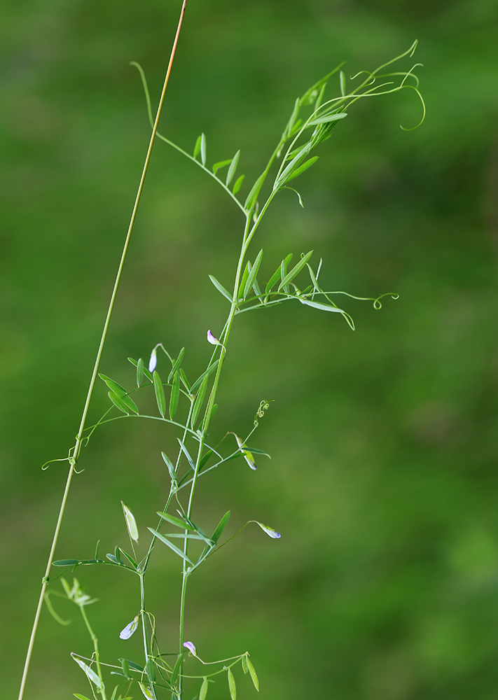 Изображение особи Vicia tetrasperma.