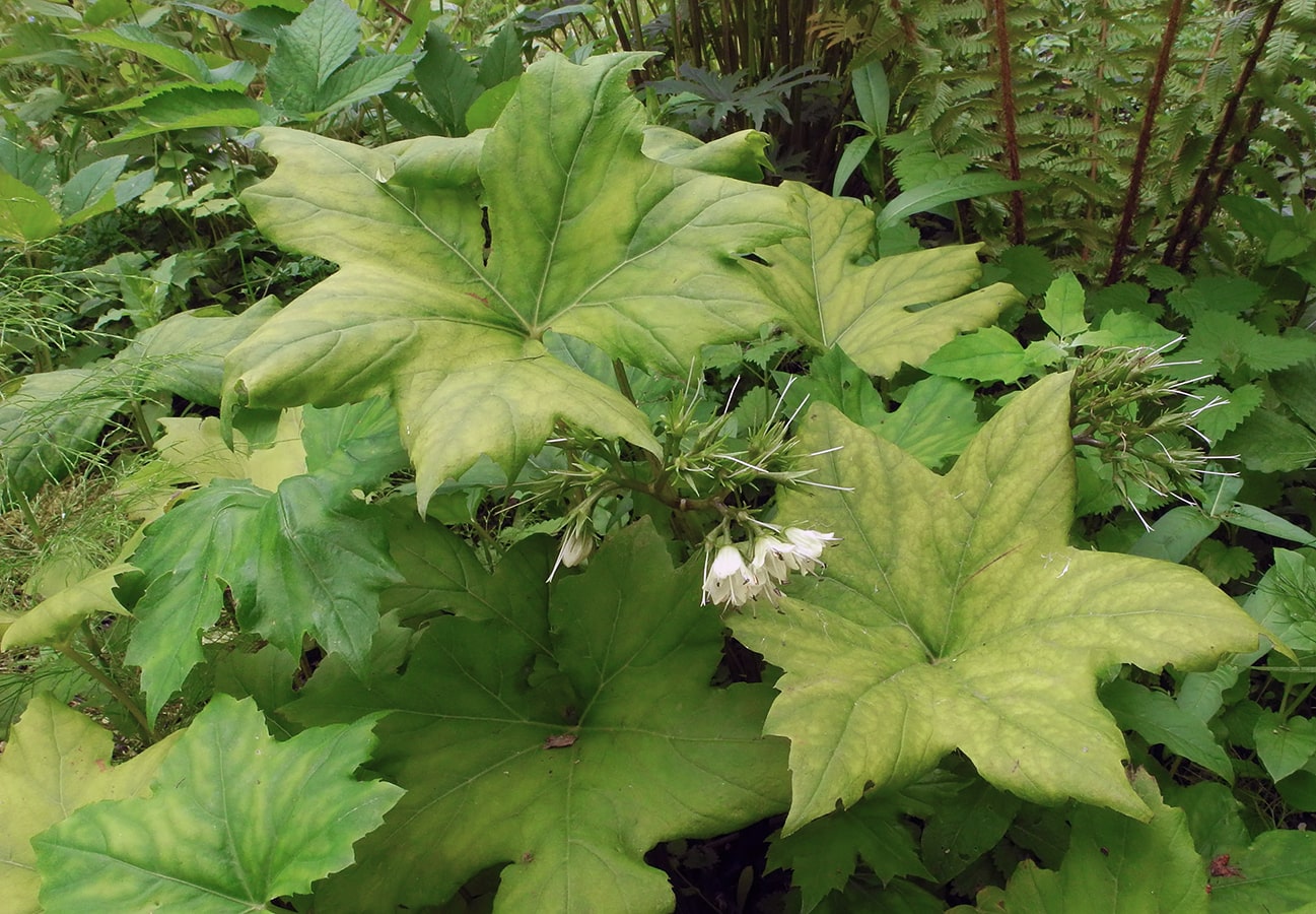 Изображение особи Hydrophyllum canadense.