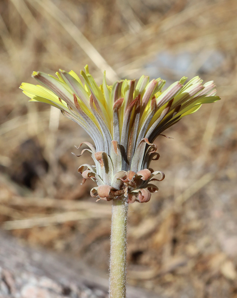 Image of Taraxacum turcomanicum specimen.